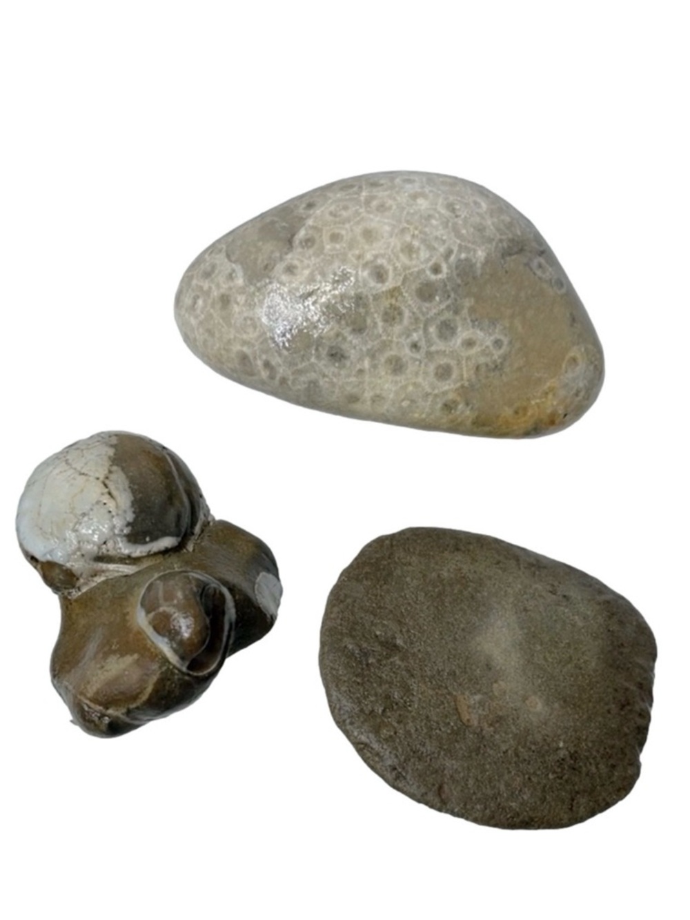Oregon Fossil Seashells & Coral Natural History Specimens Educational Rock Lot